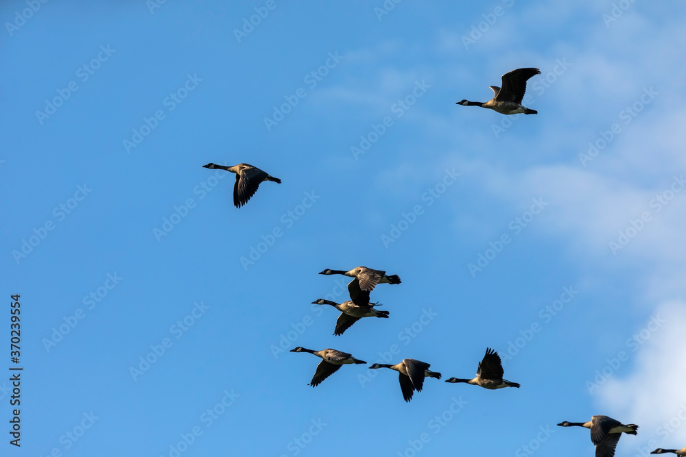 Flock of Canadian geese in flight Flock of Canadian geese in flight