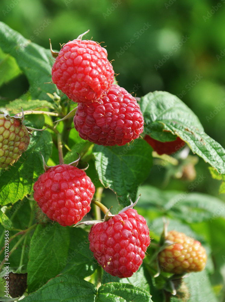 Fruits of raspberry on a bush branch Fruits of raspberry on a bush branch