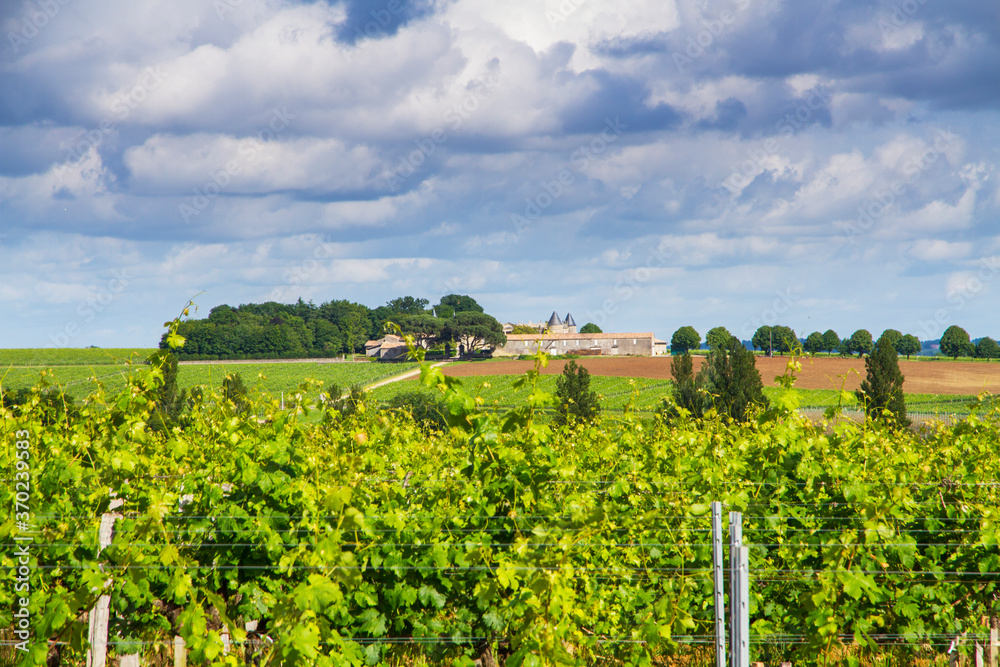 Famous Saint-Émilion vineyard near Bordeaux, France.