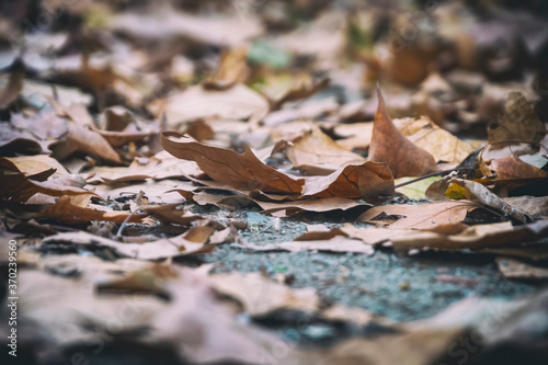 Close Up Shot Of Fallen Autumn Leaves