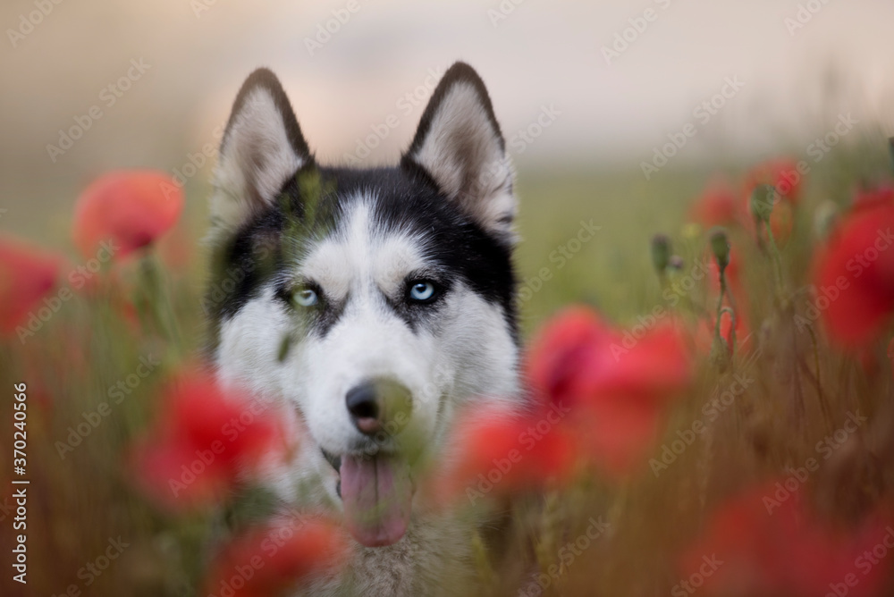 siberian husky dog on grass