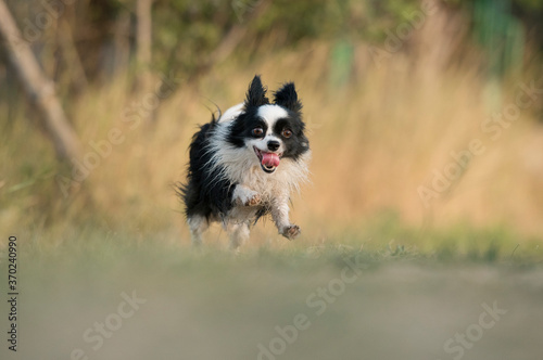 border collie playing with ball © Юлия Гасс