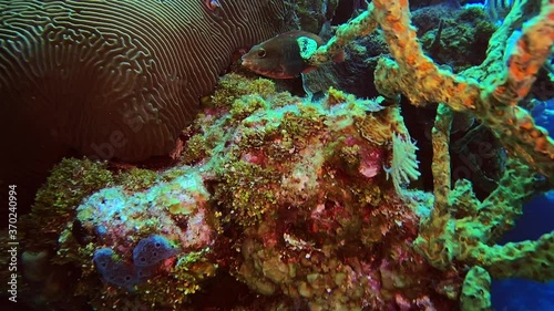 Redband Parrotfish photo