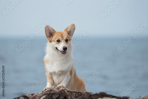 red corgi dog on the beach © Юлия Гасс