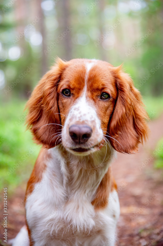 Adorable cute close up dog portrait of welsh springer spaniel dog breed. Healthy happy dog in forest. Green blured background.