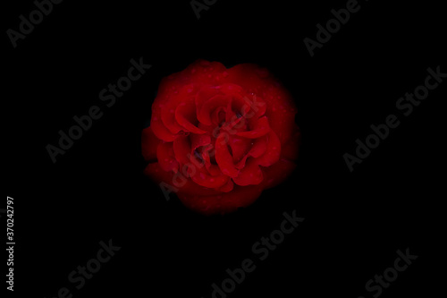 Red rose in dewdrops  on a dark background. A red rose out of the dark. Rose Bud  top view. Red flower on a dark background in the dark