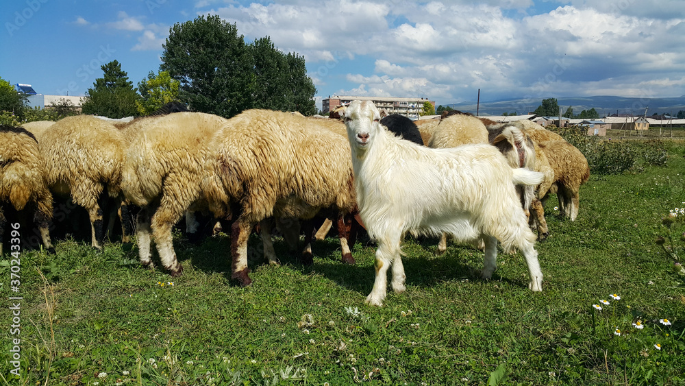 Obraz premium Beautiful white goat. A herd of sheep, lambs and goats graze in a meadow on a Sunny day. Beautiful domestic mammals feed on plants.
