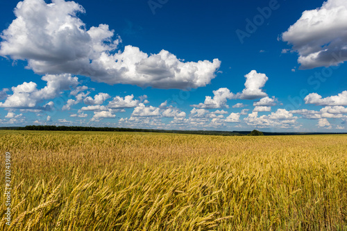 wheat field under blue sky