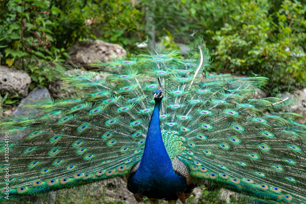 Obraz premium Indian Peacock or Blue Peacock, Pavo cristatus