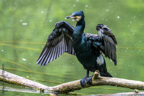 The great cormorant, Phalacrocorax carbo sitting on a branch © rudiernst