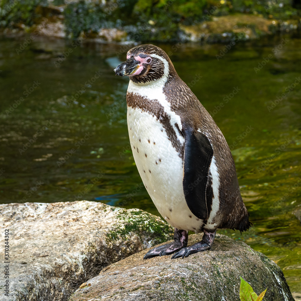 Naklejka premium Humboldt Penguin, Spheniscus humboldti in a park