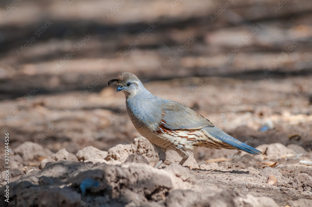Gambel's Quail (Callipepla gambelii) female on Salton Sea area, Imperial Valley, California, USA