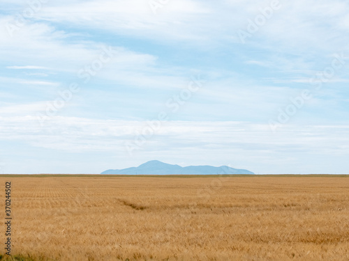 Field of wheat in front of sweetgrass hills photo