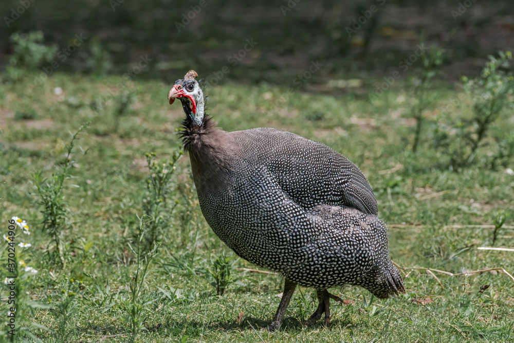 Fototapeta premium Helmeted Guineafowl (Numida meleagris) in park