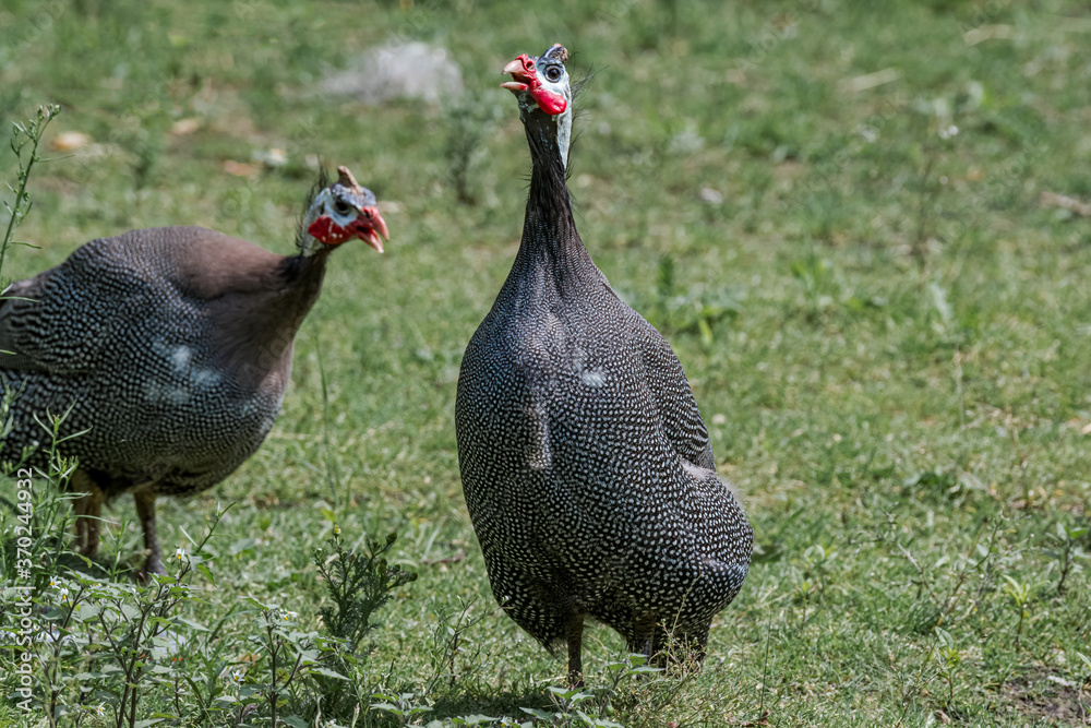 Fototapeta premium Helmeted Guineafowl (Numida meleagris) in park