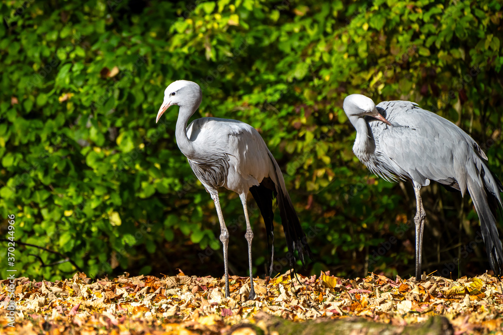 Fototapeta premium The Blue Crane, Grus paradisea, is an endangered bird
