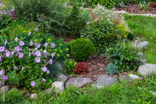 Rock garden flowerbed with red thunberg barberry, thuja danica aurea, blue star juniper, astilbe, lilac petunia, Festuca and other shrubs mulched with pine bark chips