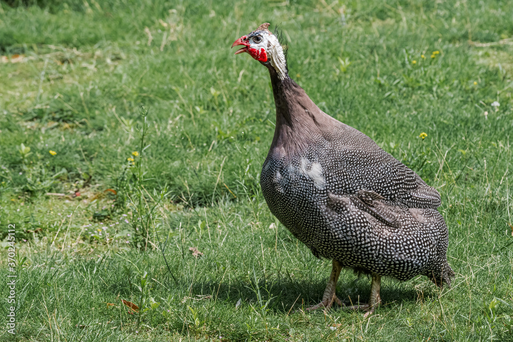 Fototapeta premium Helmeted Guineafowl (Numida meleagris) in park