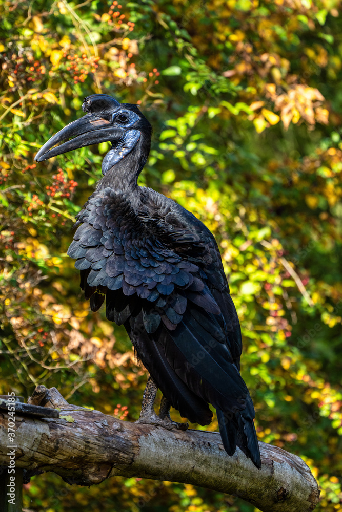 Fototapeta premium Abyssinian northern Ground Hornbill, Bucorvus abyssinicus strange bird