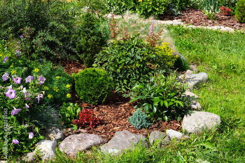 Rock garden flowerbed with red thunberg barberry, thuja danica aurea, blue star juniper, astilbe, lilac petunia, Festuca and other shrubs mulched with pine bark chips