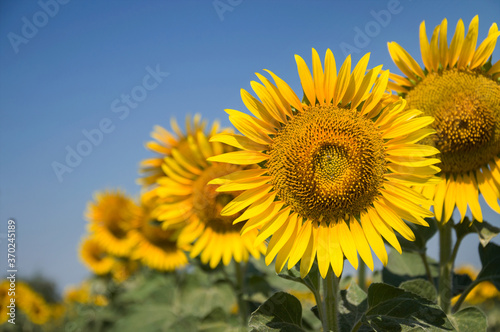 Head of a blooming sunflower in a field against the blue sky. Agricultural plants grow in rows during active growth and flowering. © zoyas2222