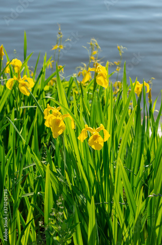 Fototapeta Naklejka Na Ścianę i Meble -  Yellow flag iris (Iris pseudacorus). Called Yellow iris, Water flag, Paleyellow iris and Lever also.