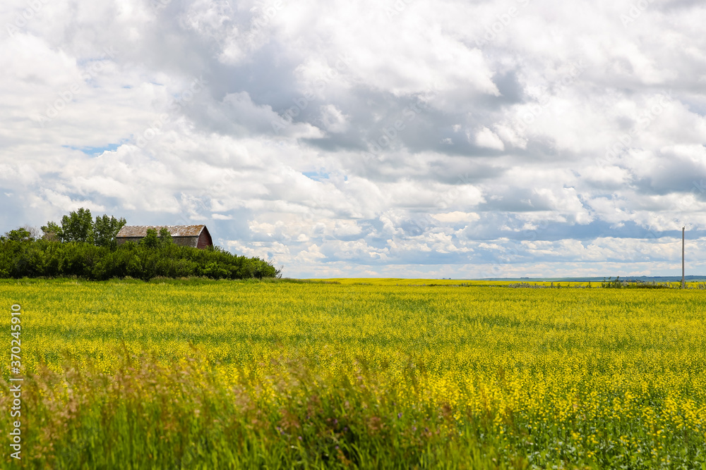 Farm buildings against fields of grass and canola outside of Drumheller Alberta
