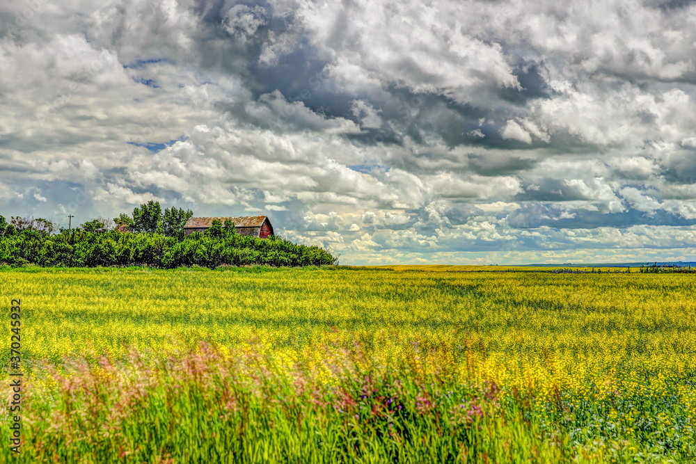 Farm buildings against fields of grass and canola outside of Drumheller Alberta Farm buildings against fields of grass and canola outside of Drumheller Alberta