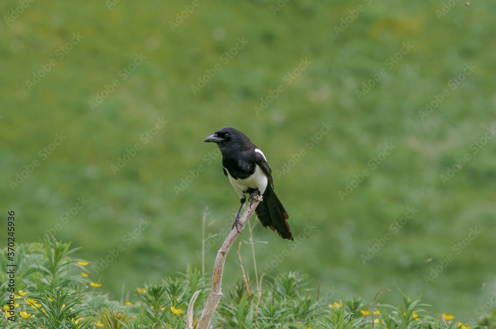 Black-billed Magpie (Pica hudsonia) at Chowiet Island, Semidi Islands, Alaska, USA Black-billed Magpie (Pica hudsonia) at Chowiet Island, Semidi Islands, Alaska, USA