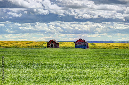 Farm buildings against fields of grass and canola outside of Drumheller Alberta