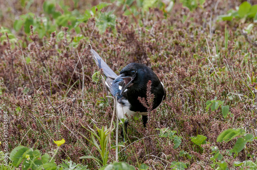 Black-billed Magpie (Pica hudsonia) at Chowiet Island, Semidi Islands, Alaska, USA photo