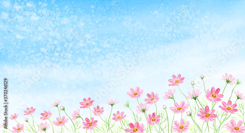うろこ雲にコスモス畑　水彩イラスト