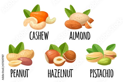 Set hazelnut, peanut, almond, cashew, pistachio. Vector realistic icon nut