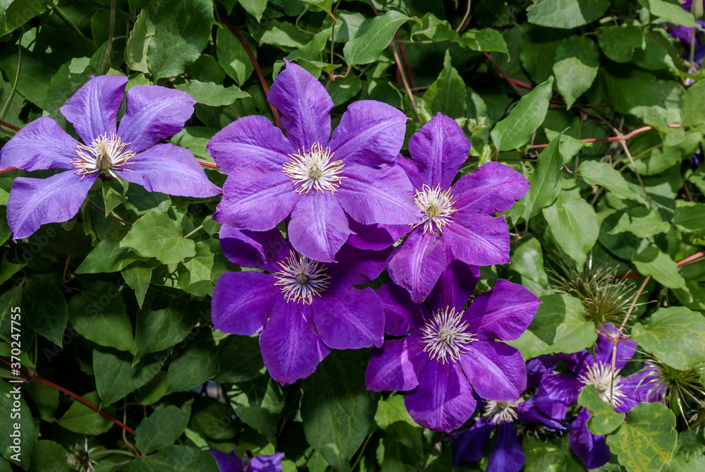 Large-Flowered Clematis (Clematis x jackmanii) in garden Large-Flowered Clematis (Clematis x jackmanii) in garden