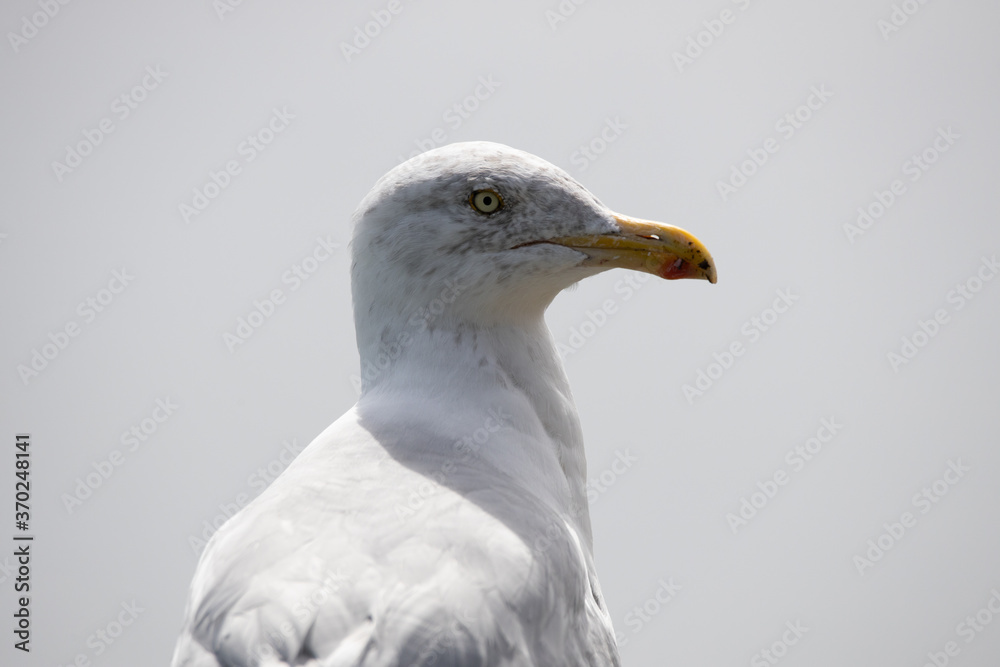 Sea Birds, the beautiful Sea Gull in Kerry, Ireland