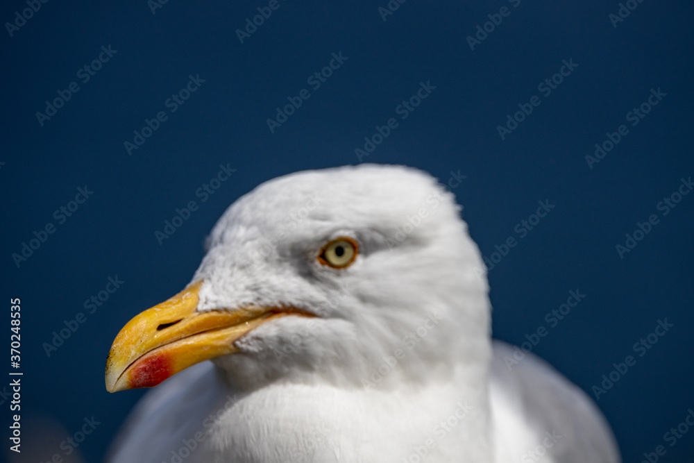 Sea Birds, the beautiful Sea Gull in Kerry, Ireland Sea Birds, the beautiful Sea Gull in Kerry, Ireland