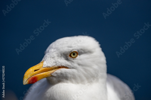 Sea Birds  the beautiful Sea Gull in Kerry  Ireland