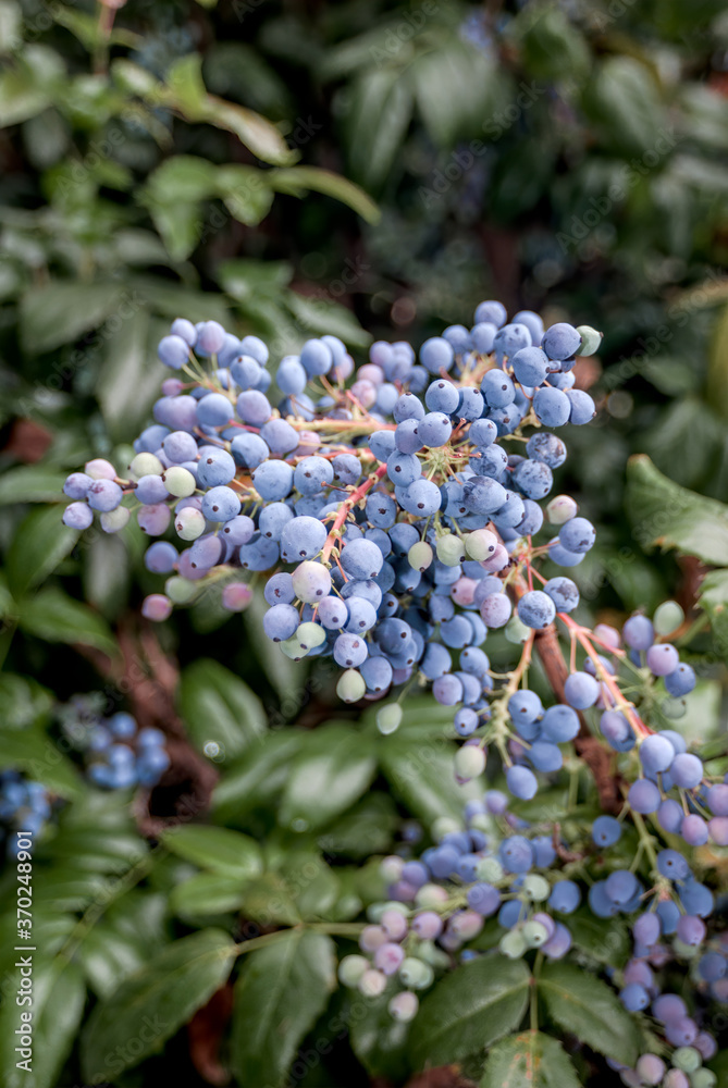 Oregon-grape (Mahonia aquifolium) in park