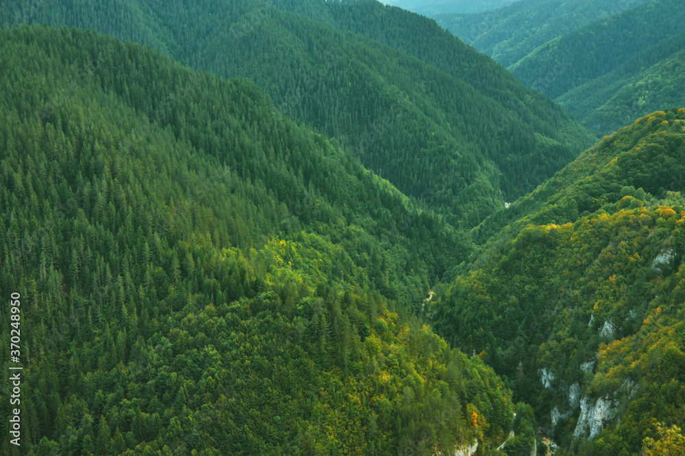 Panoramic view of coniferous forest in the mountains at sunset.