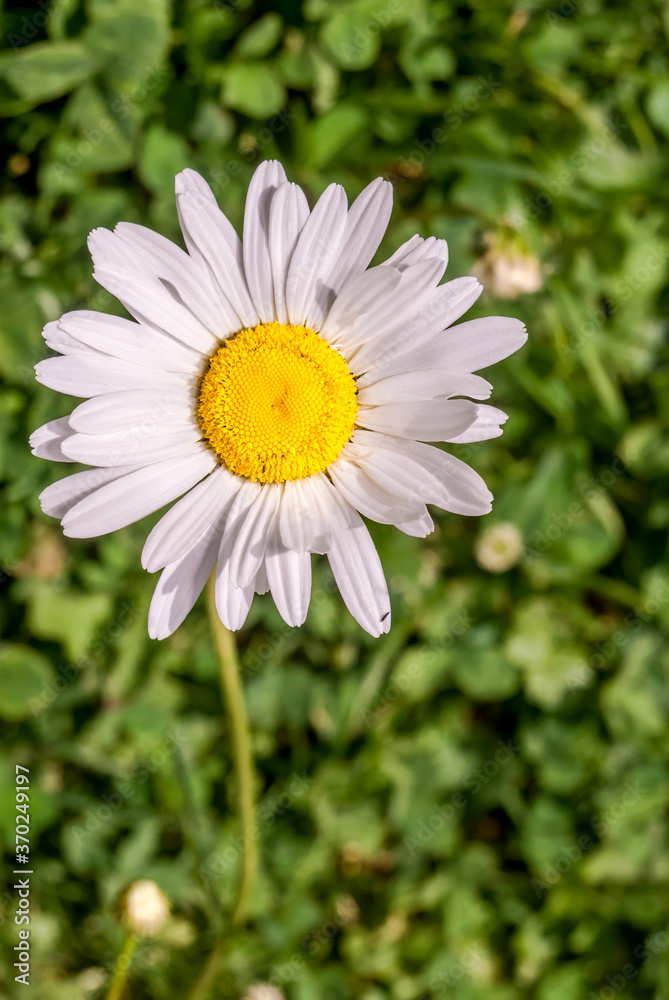 Ox-eye Daisy (Leucanthemum vulgare) in garden Ox-eye Daisy (Leucanthemum vulgare) in garden
