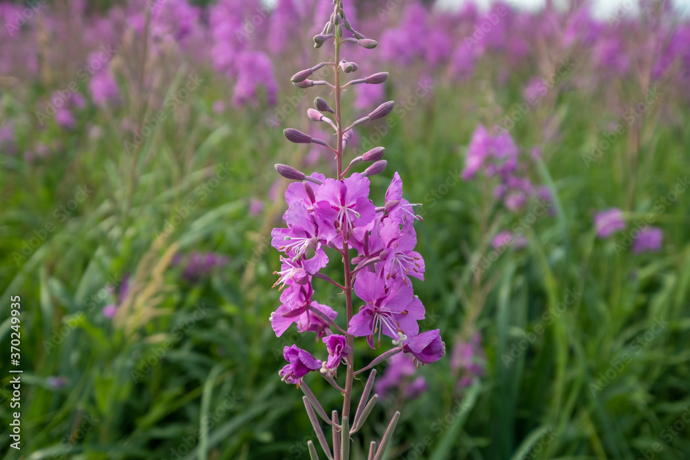 Fototapeta premium Fireweed near Anchorage, Alaska