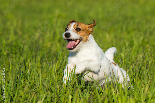 Jack Russell Dog is running on the green grass