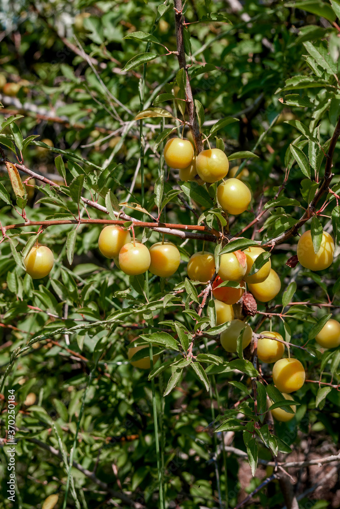 Cherry Plum (Prunus cerasifera) in coastal hills, Crimea Cherry Plum (Prunus cerasifera) in coastal hills, Crimea