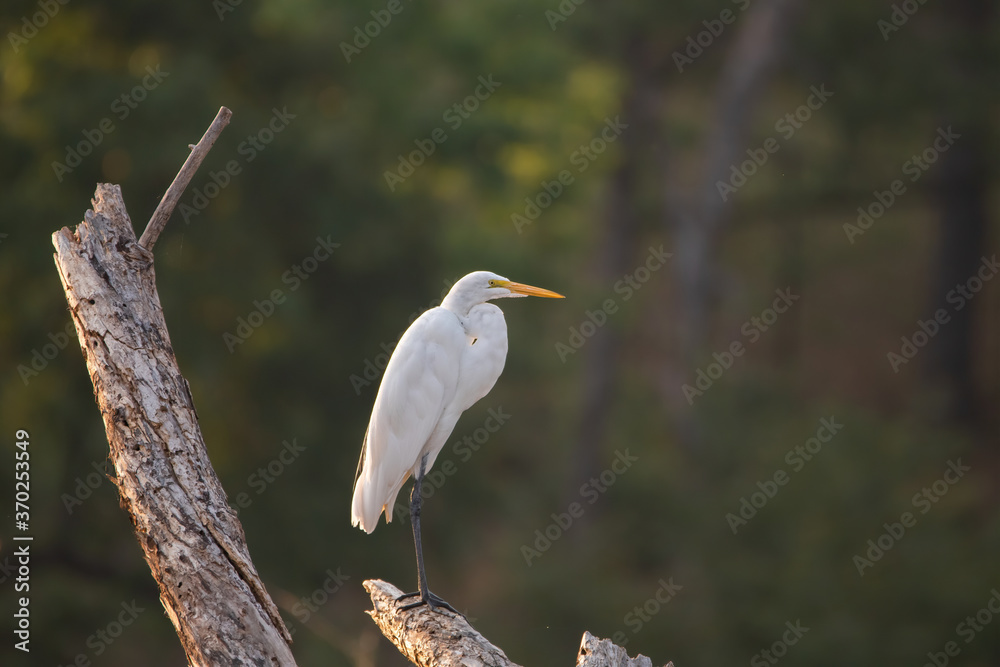 Fototapeta premium Great White Egret perched on dead tree just after sunrise