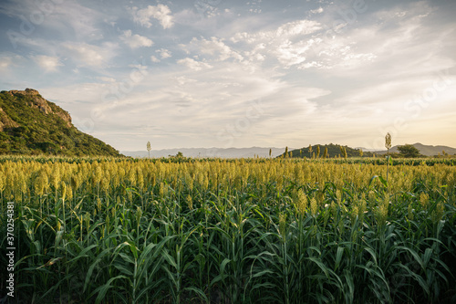 Corn fields in Chalcatzingo Morelos photo