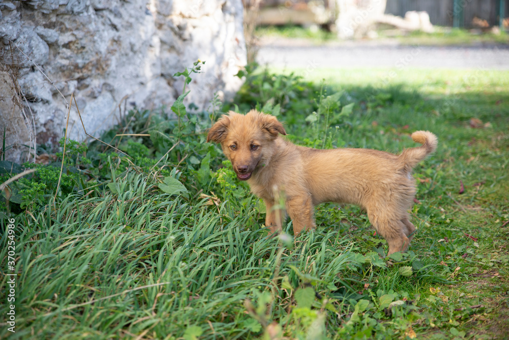 close up on cute brown mixed breed dog on grass close up on cute brown mixed breed dog on grass