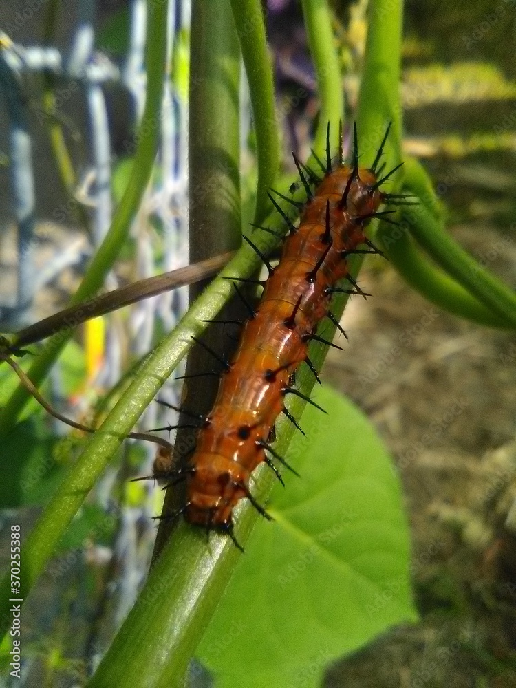 Fototapeta premium Brown Orange Caterpillar Eating Leaves Before Metamorphing Into A Butterfly