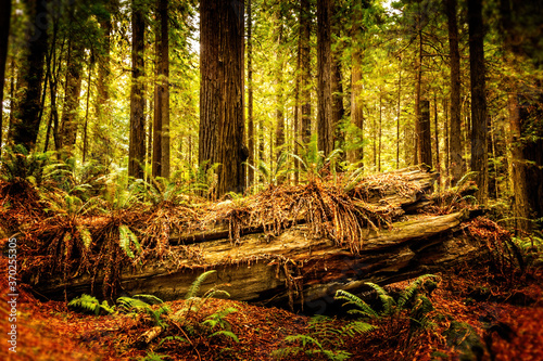 Giant sequioa trees in the Redwood Forest National and State Park  California