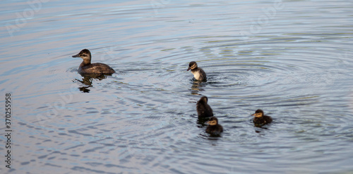 family of wild ducks on a small lake in the wild © digidreamgrafix