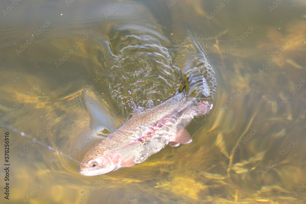 fishing for trout in a small lake in washington state fishing for trout in a small lake in washington state